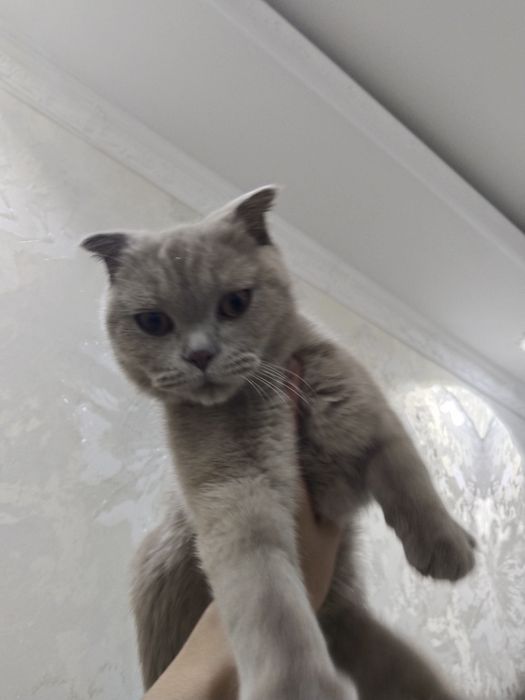 Skotish fold mushugi