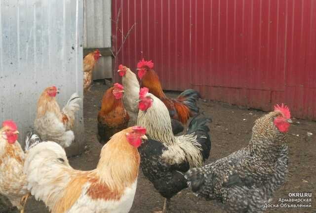 Продам полугодовалых домашних петухов
