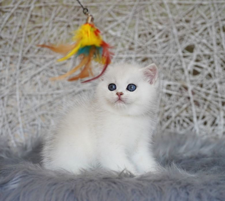 Британские котята