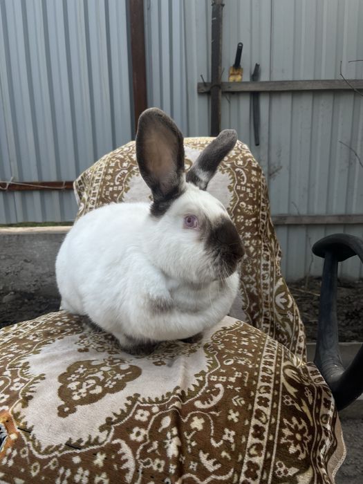 Продам кролиху калифорния