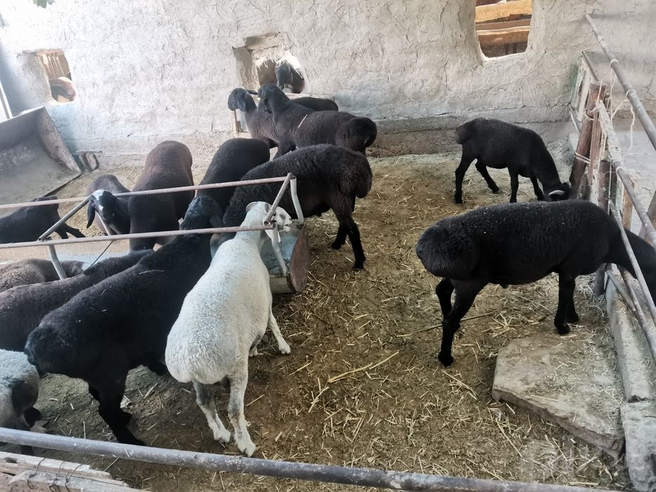 Кучкор баралар сотилади