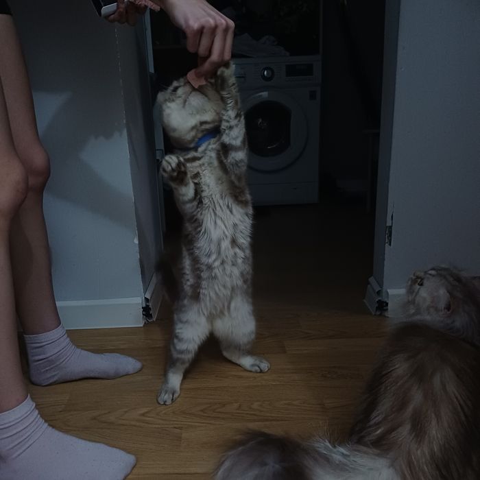 вязка кота вислоухого