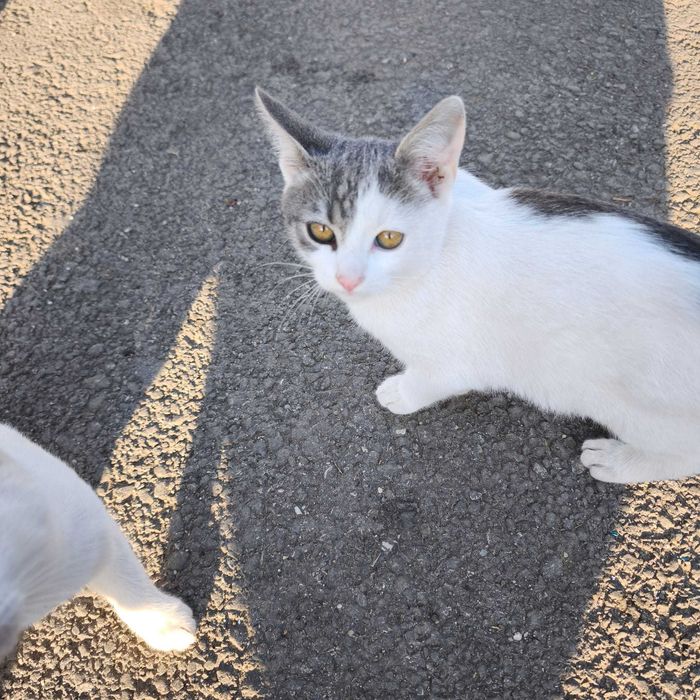 Puiuți de pisică își caută o familie de sărbători