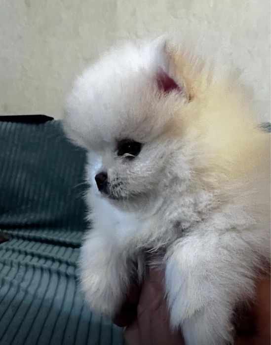 Бронирование Щенков шпица