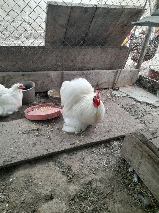 Familie cochinchina pitic alb