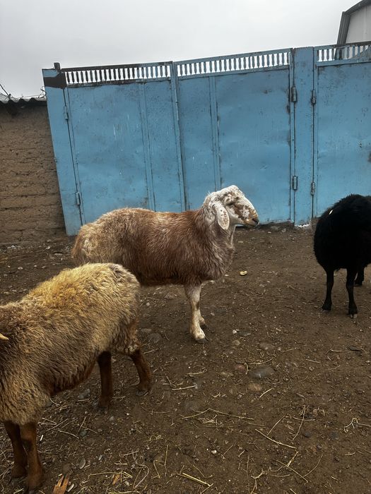 Срочно Арашан 11 айлык кошкар сатылады