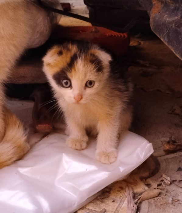 Отдам котят в хорошие руки