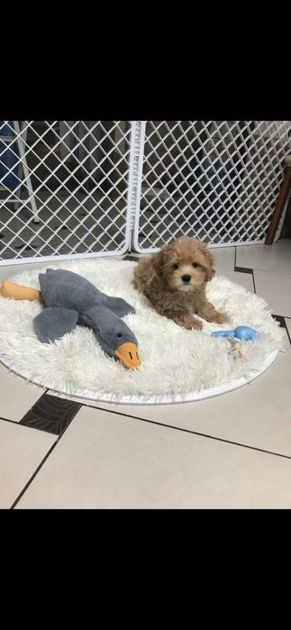 Мальтипу щенки мини.