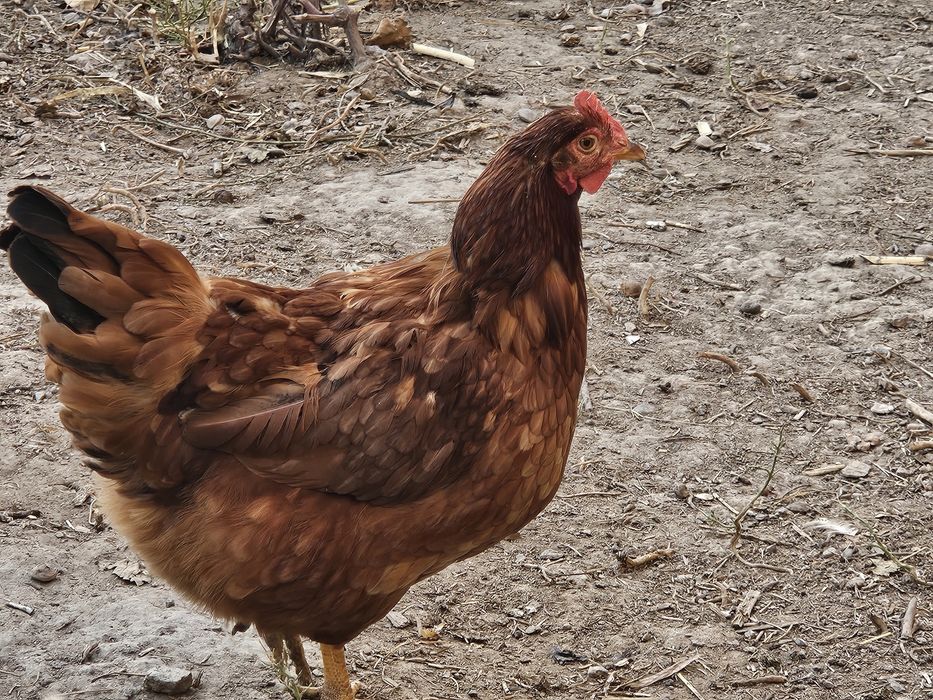 Хан-хаяп тухм ва жожаси