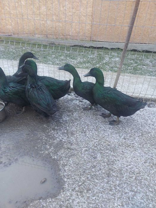 Ouale incubat rațe Cayuga