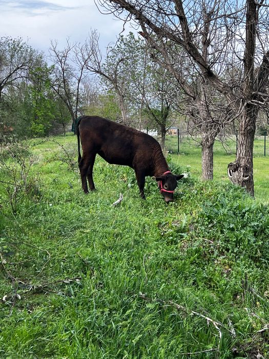 Jaydari baquvat ona- bola mol