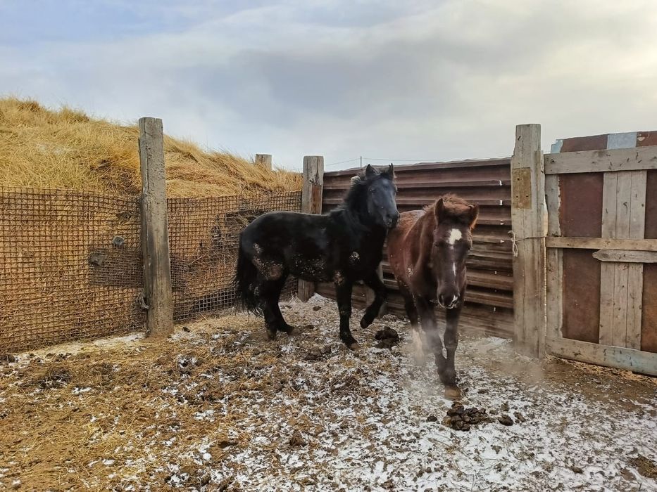 Лошадь жирный хорошый