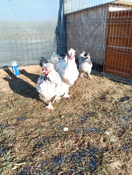 Vând cocoș Brahma moțat