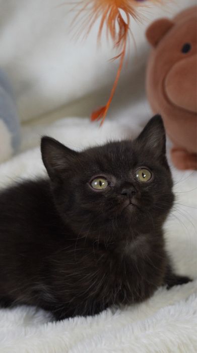 Мальчик  манчкин