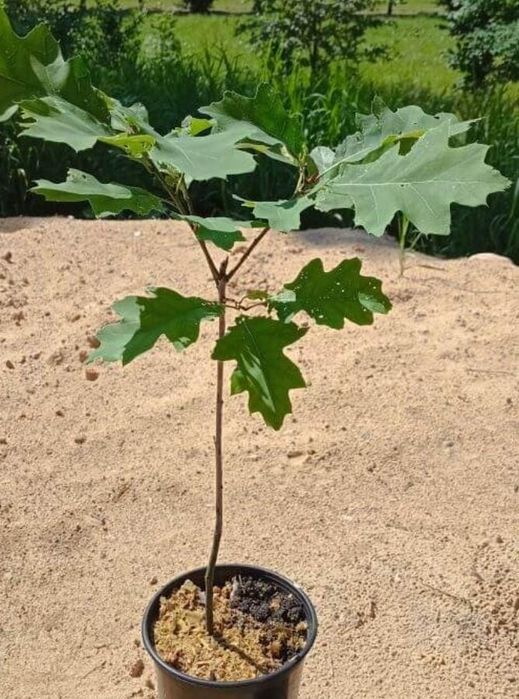 Продам раинированные саженцы