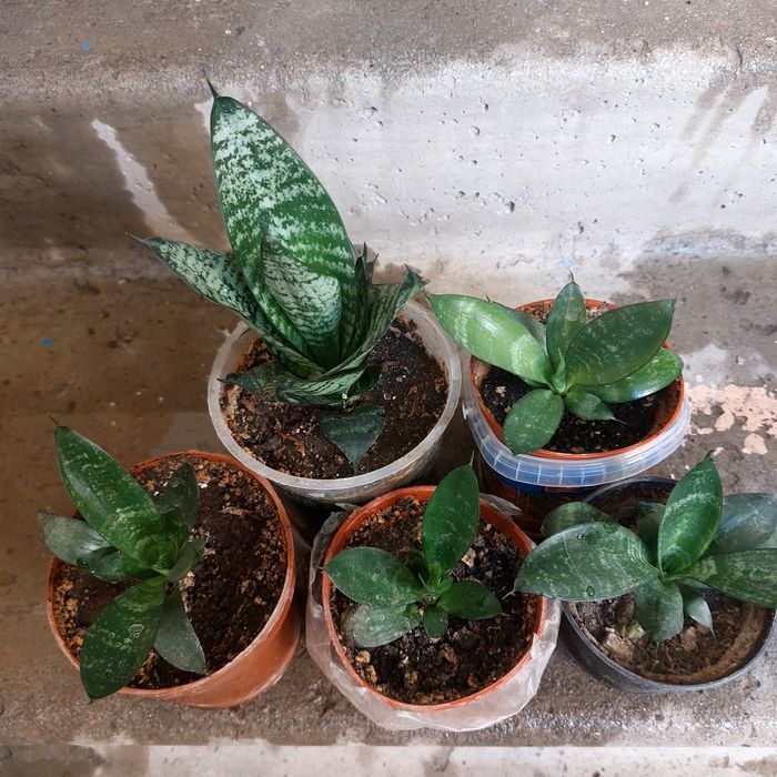 Продаются  Сансевие́рия