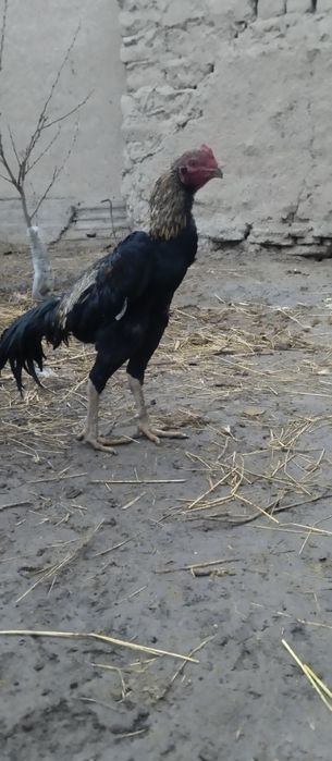 Dakan korea xoʻrozi  yoshiga yetgan  xozir tulovda