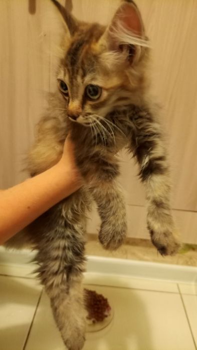 Отдам котёнка девочка