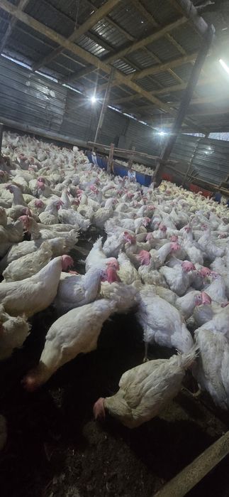 Куры несушки декалб вайт