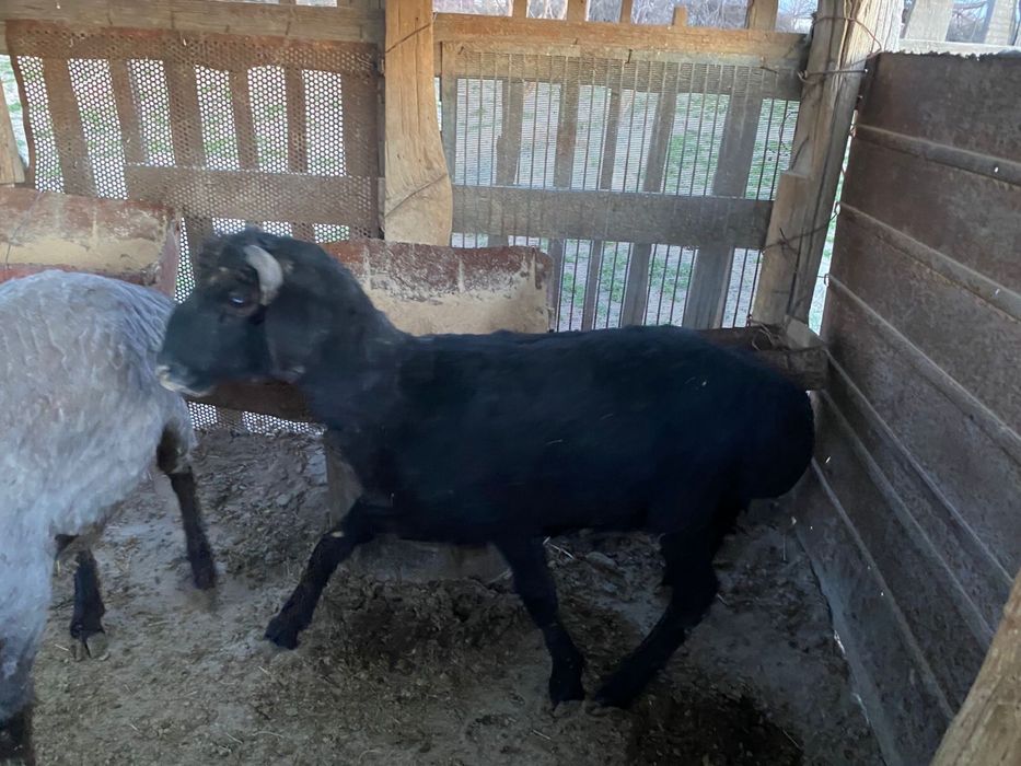 Токты сатылады, кой