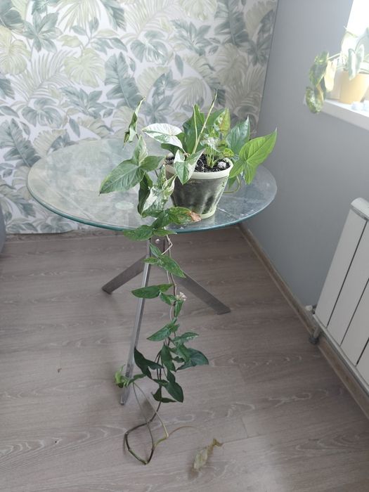 Отдам в добрые руки лианы