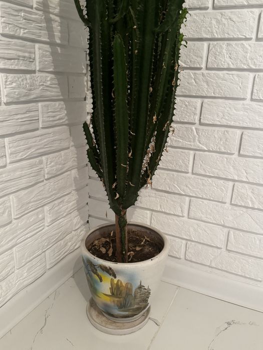 Продам  цветок “КАКТУС”