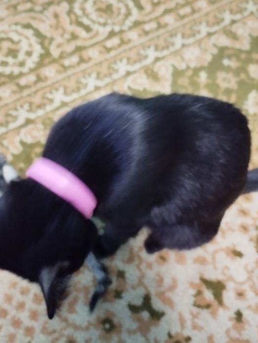 Дарю полосатиков домашних.