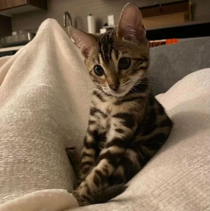 Бенгальские котята