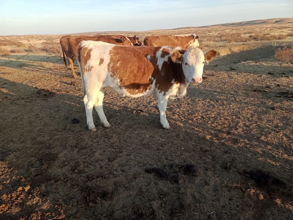 Продам 5 голов крс