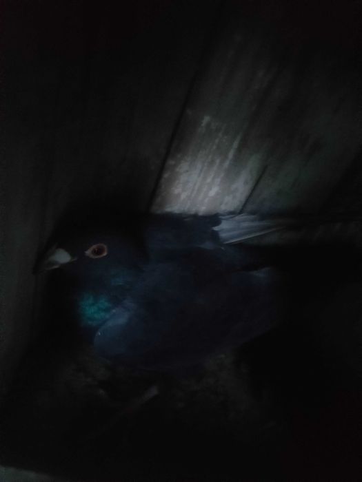 Vand porumbei voiajori