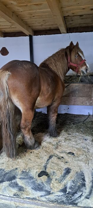 Armăsari de vânzare  !!!