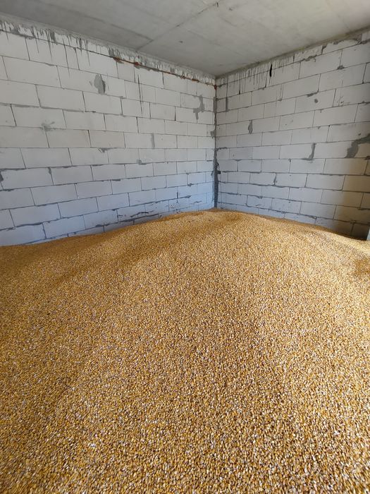 Vând porumb boabe recoltă 2025