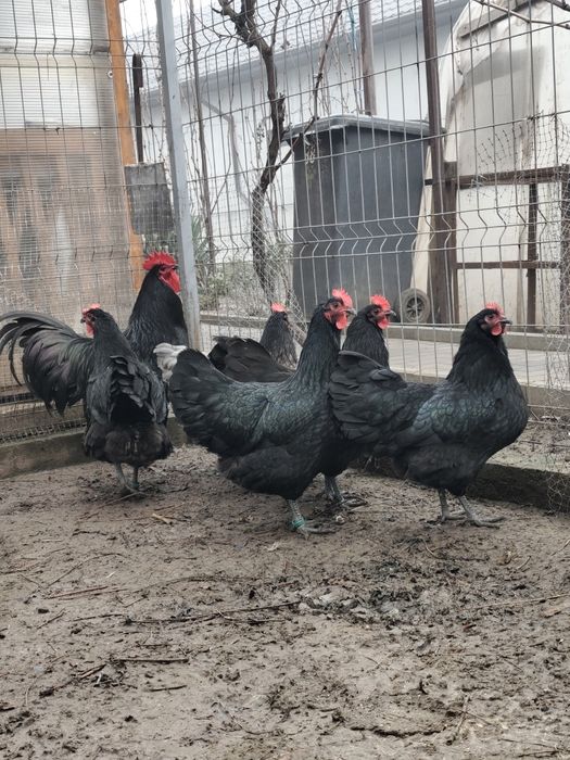 Vând păsări Brahma