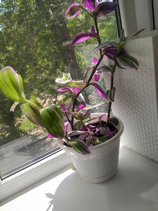 Цветы  для дома красивые