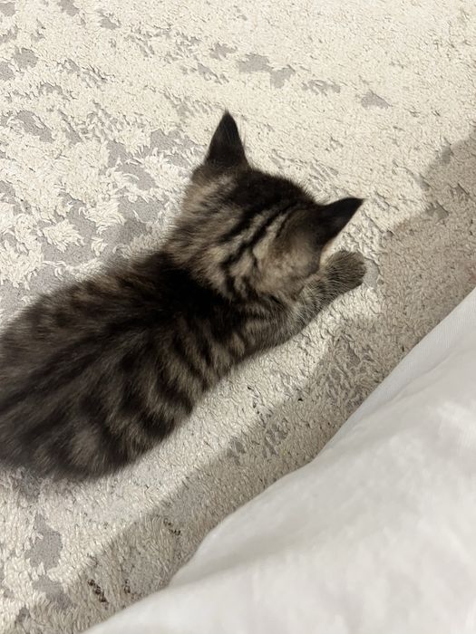 Котята бесплатно