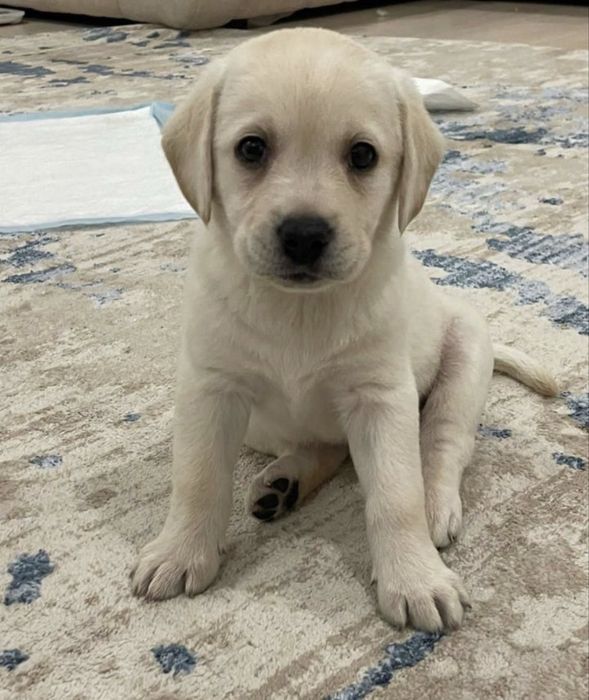 Продаются щенки лабрадора ретривера