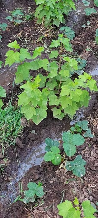 Рассада черной смородины, малины