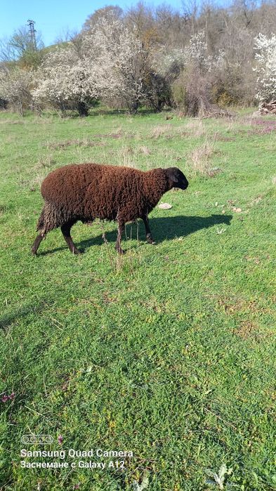 Овце за продаване редовни  и млади