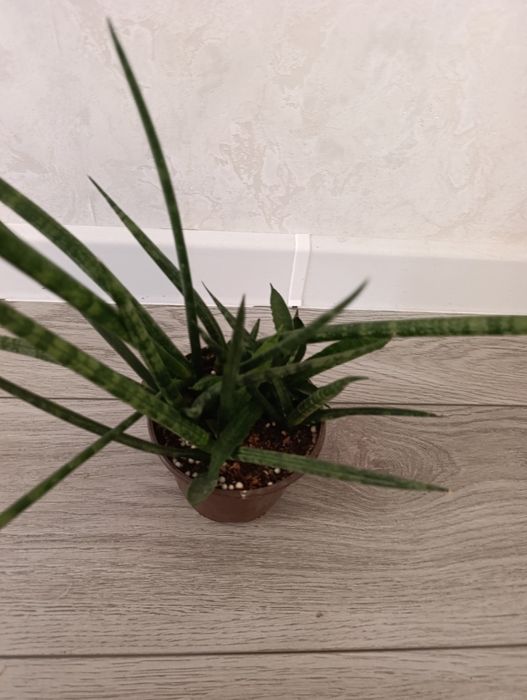 Сансевьера Цилиндр