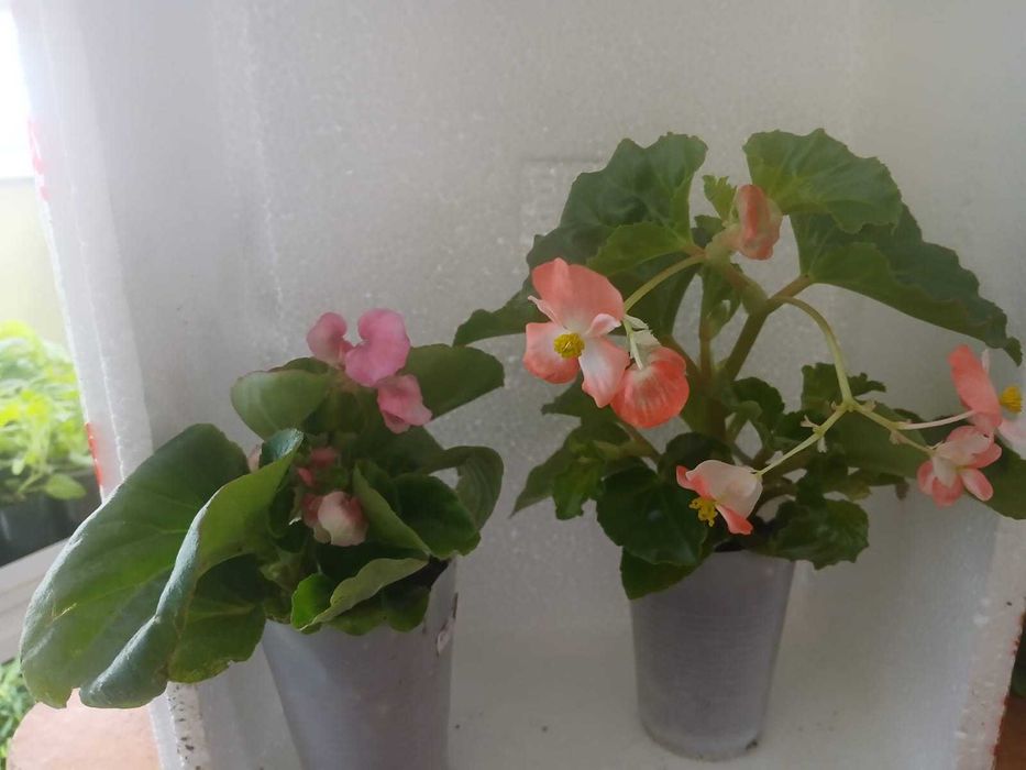 цветы петунии и бегонии