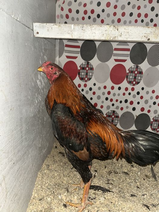 Дакан джужа майский