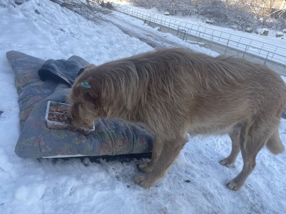 Добрая чипированная умная собака