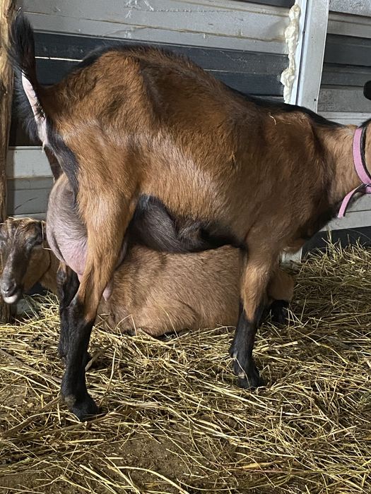 Vand tapisori rasa alpina franceza din parinti cu pedigree