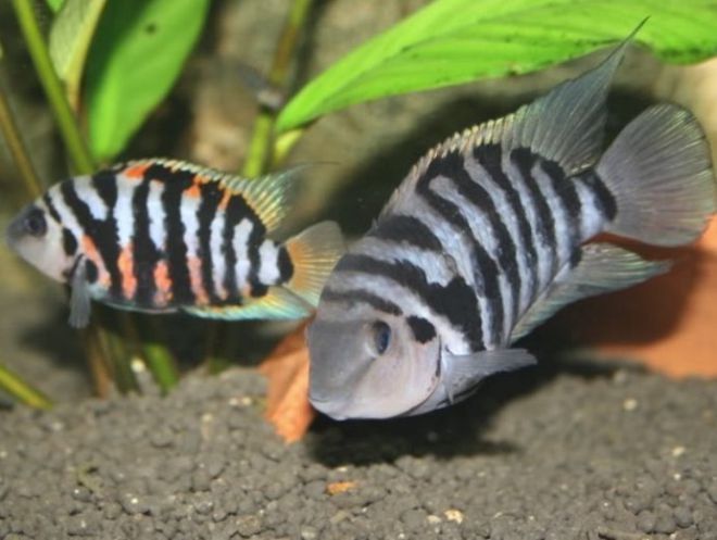 обмен на мирные рыбки