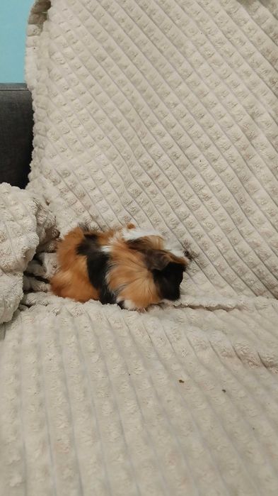 Морски свинчета