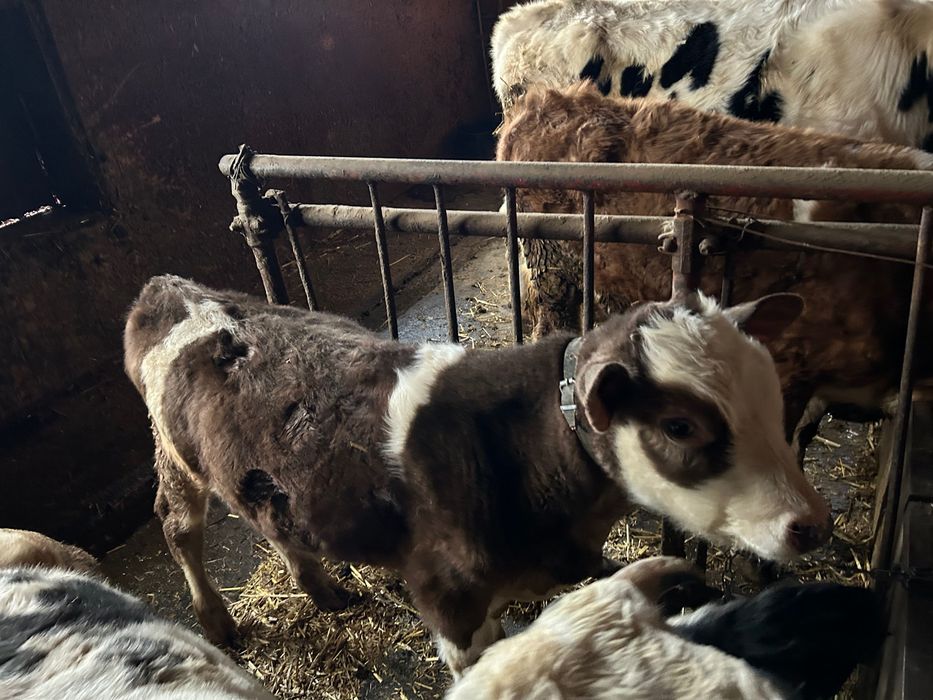 Vand vitel baltata de 4 si de 9 luni