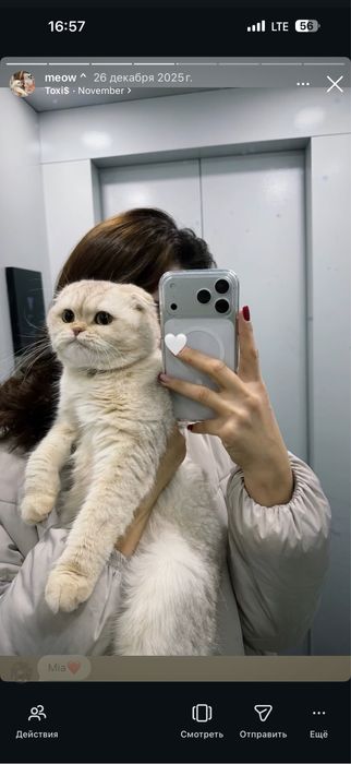 Кошка скотиш фолд