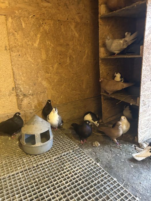 Jucatori de galati si voltati