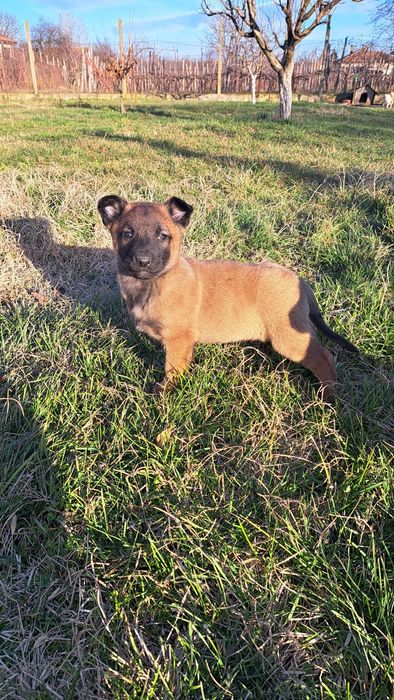 Кученца белгийска овчарка