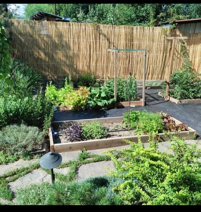 Декоративный камыш !!!